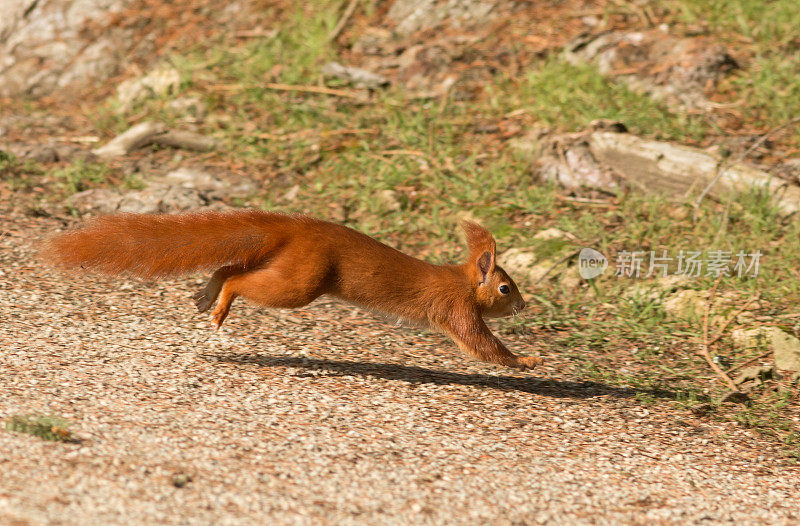 红松鼠(Sciurus vulgaris)